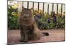 Maine Coon Cat on Sidewalk-DLILLC-Mounted Photographic Print