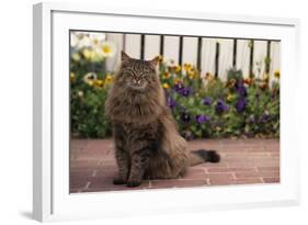 Maine Coon Cat on Sidewalk-DLILLC-Framed Photographic Print