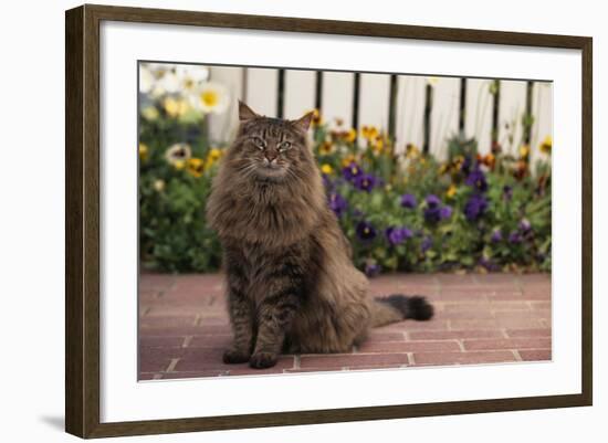 Maine Coon Cat on Sidewalk-DLILLC-Framed Photographic Print