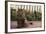 Maine Coon Cat on Sidewalk-DLILLC-Framed Photographic Print