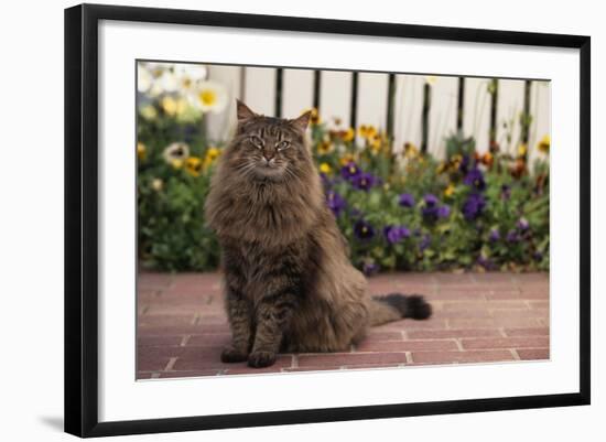 Maine Coon Cat on Sidewalk-DLILLC-Framed Photographic Print