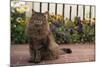 Maine Coon Cat on Sidewalk-DLILLC-Mounted Photographic Print