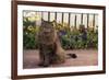 Maine Coon Cat on Sidewalk-DLILLC-Framed Photographic Print