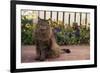 Maine Coon Cat on Sidewalk-DLILLC-Framed Photographic Print