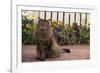 Maine Coon Cat on Sidewalk-DLILLC-Framed Photographic Print