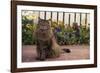 Maine Coon Cat on Sidewalk-DLILLC-Framed Photographic Print