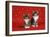 Maine Coon Cat X2 Kittens-null-Framed Photographic Print