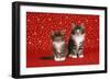 Maine Coon Cat X2 Kittens-null-Framed Photographic Print