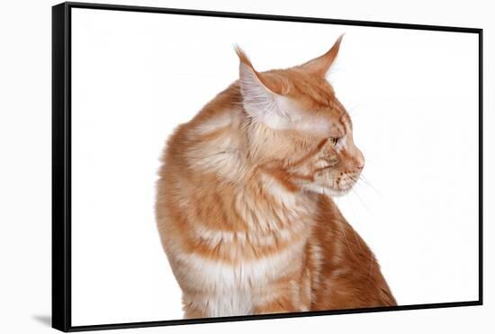 Maine Coon Cat-Fabio Petroni-Framed Stretched Canvas