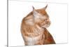 Maine Coon Cat-Fabio Petroni-Stretched Canvas