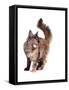 Maine Coon Cat-Fabio Petroni-Framed Stretched Canvas