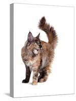 Maine Coon Cat-Fabio Petroni-Stretched Canvas