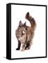 Maine Coon Cat-Fabio Petroni-Framed Stretched Canvas