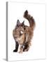 Maine Coon Cat-Fabio Petroni-Stretched Canvas