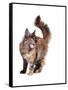 Maine Coon Cat-Fabio Petroni-Framed Stretched Canvas