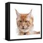 Maine Coon Cat-Fabio Petroni-Framed Stretched Canvas