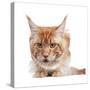 Maine Coon Cat-Fabio Petroni-Stretched Canvas