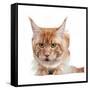 Maine Coon Cat-Fabio Petroni-Framed Stretched Canvas