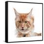 Maine Coon Cat-Fabio Petroni-Framed Stretched Canvas