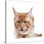 Maine Coon Cat-Fabio Petroni-Stretched Canvas