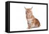 Maine Coon Cat-Fabio Petroni-Framed Stretched Canvas