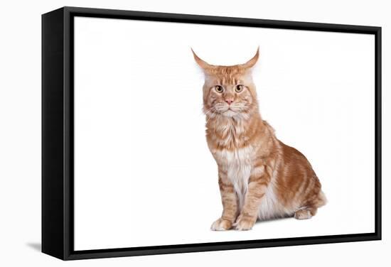 Maine Coon Cat-Fabio Petroni-Framed Stretched Canvas