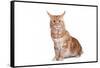 Maine Coon Cat-Fabio Petroni-Framed Stretched Canvas