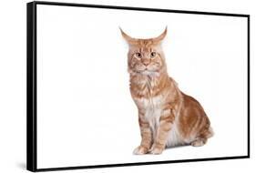 Maine Coon Cat-Fabio Petroni-Framed Stretched Canvas