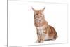 Maine Coon Cat-Fabio Petroni-Stretched Canvas