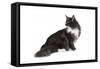 Maine Coon Cat-Fabio Petroni-Framed Stretched Canvas