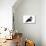 Maine Coon Cat-Fabio Petroni-Stretched Canvas displayed on a wall