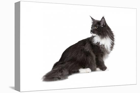 Maine Coon Cat-Fabio Petroni-Stretched Canvas