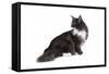 Maine Coon Cat-Fabio Petroni-Framed Stretched Canvas