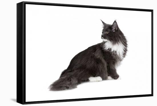 Maine Coon Cat-Fabio Petroni-Framed Stretched Canvas