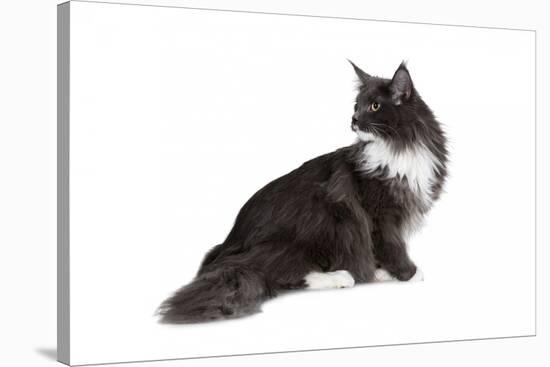 Maine Coon Cat-Fabio Petroni-Stretched Canvas