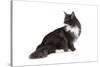 Maine Coon Cat-Fabio Petroni-Stretched Canvas