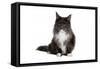 Maine Coon Cat-Fabio Petroni-Framed Stretched Canvas