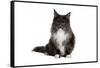 Maine Coon Cat-Fabio Petroni-Framed Stretched Canvas