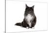 Maine Coon Cat-Fabio Petroni-Stretched Canvas