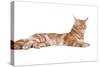 Maine Coon Cat-Fabio Petroni-Stretched Canvas