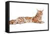 Maine Coon Cat-Fabio Petroni-Framed Stretched Canvas