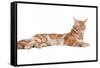 Maine Coon Cat-Fabio Petroni-Framed Stretched Canvas