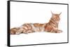 Maine Coon Cat-Fabio Petroni-Framed Stretched Canvas