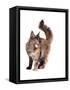 Maine Coon Cat-Fabio Petroni-Framed Stretched Canvas