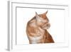 Maine Coon Cat-Fabio Petroni-Framed Photographic Print