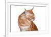 Maine Coon Cat-Fabio Petroni-Framed Photographic Print