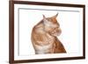 Maine Coon Cat-Fabio Petroni-Framed Photographic Print