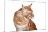 Maine Coon Cat-Fabio Petroni-Mounted Photographic Print