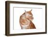 Maine Coon Cat-Fabio Petroni-Framed Photographic Print