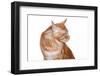 Maine Coon Cat-Fabio Petroni-Framed Photographic Print